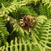 Chirosia betuleti - Photo (c) steve_orridge, alguns direitos reservados (CC BY-NC), uploaded by steve_orridge