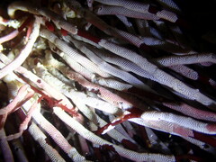 Jellyella tuberculata