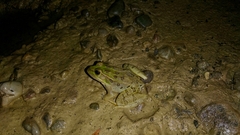 Lithobates spectabilis