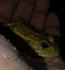 Lithobates spectabilis