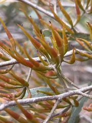 Eucalyptus varia salsuginosa