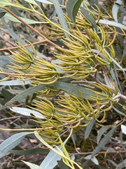 Eucalyptus varia salsuginosa