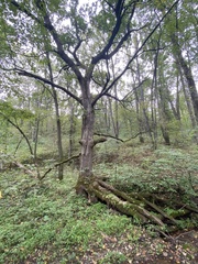 Quercus alba
