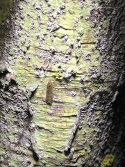 Dichomeris punctipennella