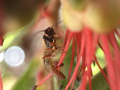 Campopleginae