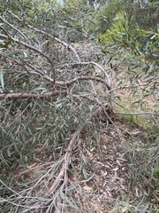 Eucalyptus varia salsuginosa