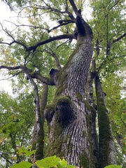 Quercus alba