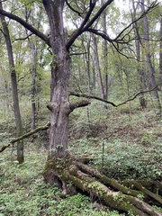 Quercus alba