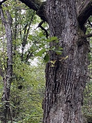 Quercus alba