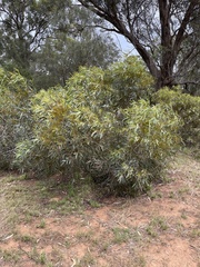 Eucalyptus varia salsuginosa