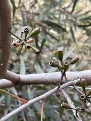Eucalyptus varia salsuginosa