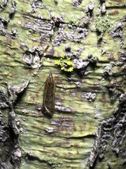 Dichomeris punctipennella