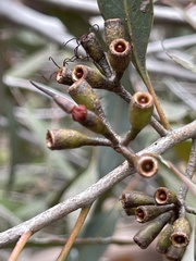Eucalyptus varia salsuginosa