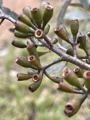 Eucalyptus varia salsuginosa