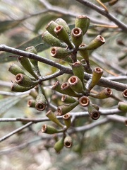 Eucalyptus varia salsuginosa