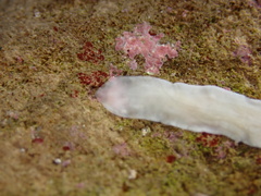 Platyhelminthes