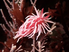 Okenia rosacea