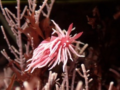 Okenia rosacea