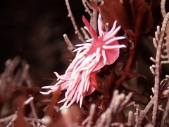 Okenia rosacea