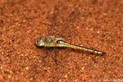 Anax ephippiger