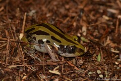 Kassina senegalensis