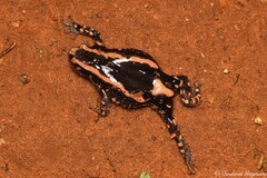 Phrynomantis bifasciatus