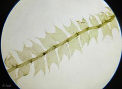 Lophocolea bidentata