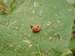 Henosepilachna vigintioctopunctata