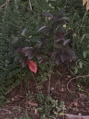 Frangula caroliniana