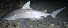 Carcharhinus leucas