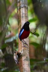 Erythropitta ussheri