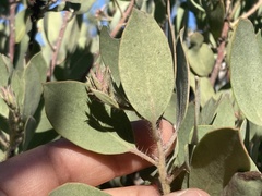 Arctostaphylos glandulosa