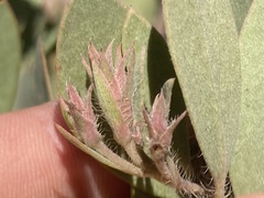 Arctostaphylos glandulosa