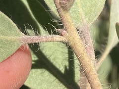 Arctostaphylos glandulosa