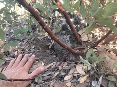 Arctostaphylos glandulosa