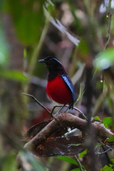 Erythropitta ussheri