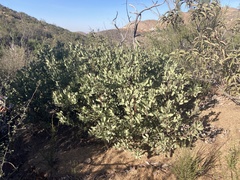 Arctostaphylos glandulosa