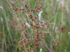 Juncus acutiflorus