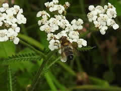 Leucozona glaucia