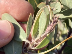 Arctostaphylos glandulosa