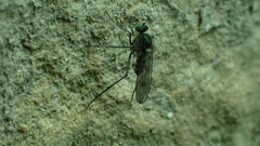Liancalus virens
