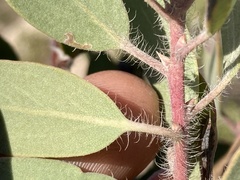 Arctostaphylos glandulosa