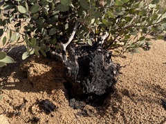 Arctostaphylos glandulosa