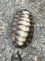 Sypharochiton pelliserpentis