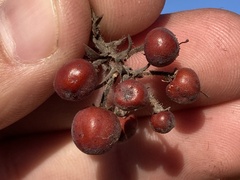 Arctostaphylos glandulosa