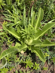 Eucomis autumnalis