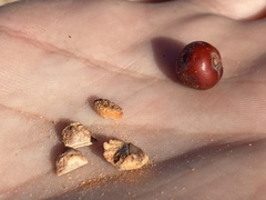 Arctostaphylos glandulosa