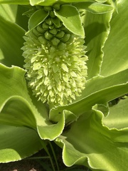 Eucomis autumnalis