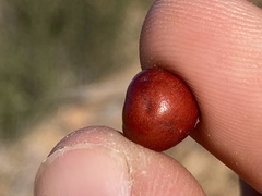 Arctostaphylos glandulosa