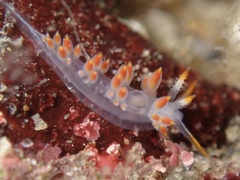 Coryphella trilineata